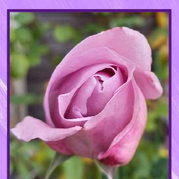 薔薇のある暮らしの画像 by フランさん | ミニチュア セントポーリアとバラ しのぶれどと素敵なバラと毎日ローズショーと可愛いお花と青薔薇マニアとおうち園芸とはなのある暮らしと今日のお花と綺麗なお花と月曜日にはバラをとガーデニングと青い花マニアと可愛いバラと薔薇のある暮らしと綺麗なミニ薔薇と薔薇大好き