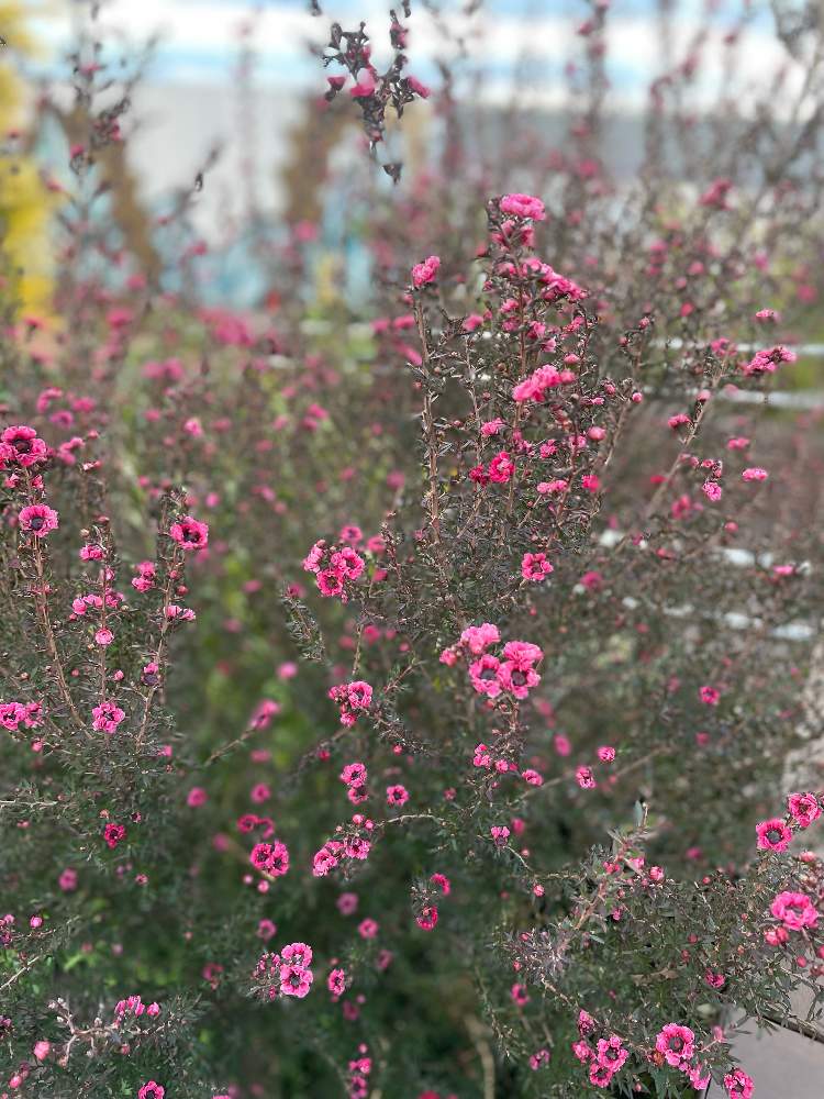 ギョリュウバイ 御柳梅 の投稿画像 By みんみさん ギョリュウバイと開花とプランターとかわいい と冬の光景と花のある暮らしと花が好き 21月12月27日 Greensnap グリーンスナップ