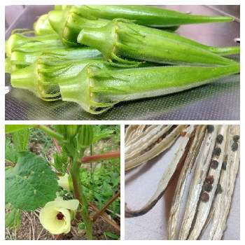 オクラ栽培の投稿画像一覧 Greensnap グリーンスナップ