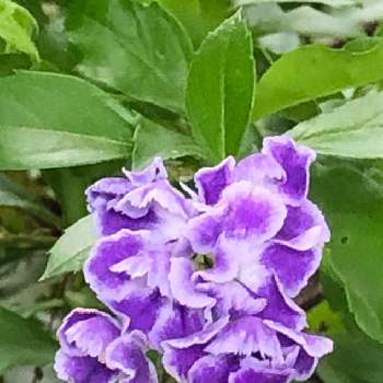 ジュランタの投稿画像一覧 Greensnap グリーンスナップ ジュランタの投稿画像一覧 Greensnap グリーンスナップ