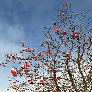 ナナカマドの実の投稿画像一覧 Greensnap グリーンスナップ