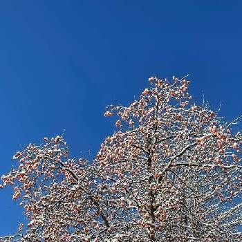 朝日✨の画像 by わこさん | カキ(柿)と空と木と朝日✨