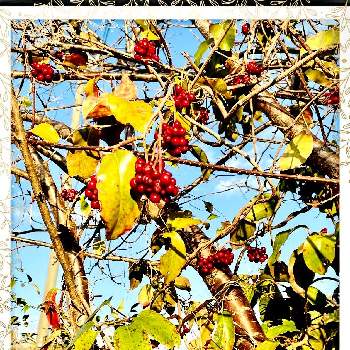サネカズラ（ビナンカズラ）の画像 by こつぶさん | サネカズラ（ビナンカズラ）とグリーンアクセサリー♪と見つけたよ♪ときれいとお散歩中と真っ赤な火曜日と赤い実とかわいい実とつぶつぶの日