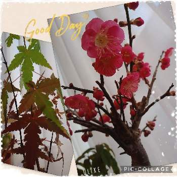 イロハモミジ。の画像 by ようこさん | 窓辺とうめ♡とイロハモミジ。と紅葉（こうよう）と紅梅の花ともみじ紅葉