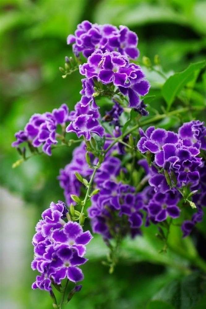 デュランタの投稿画像 by Water palace ～水の宮殿～さん｜可愛い花と花木と今日のお花と庭木と綺麗な花と