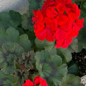 乾燥に強いの画像 by manabeさん | お出かけ先と赤いゼラニウム（天竺葵）と赤いゼラニウム（天竺葵）と赤い花と通り道の花壇と乾燥に強いとフウロウソウ科とレッドゼラニウム