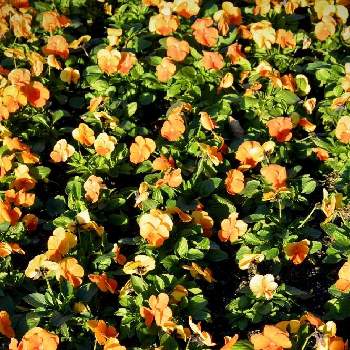一面シリーズの画像 by ムラタヌキさん | お出かけ先とパンジーと花壇と可愛い〜♡とさむい！と山口県と一面シリーズと綺麗✨と一年草と地植え