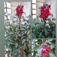 銅葉金魚草,鉢植え,自己満足,キュンキュン乙女倶楽部,銅葉 金魚草の画像