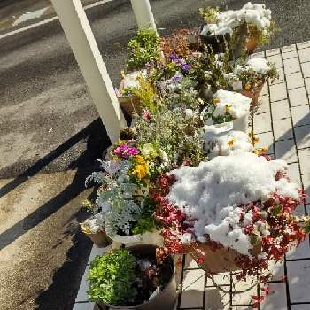 自宅庭の画像 by あななさん | エントランスと鉢植えと自宅庭と今年初の積雪と雪に被われた鉢植え