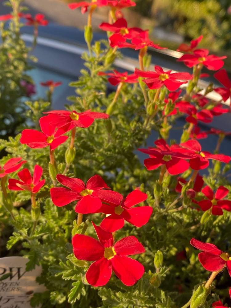 サンブリテニア スカーレットの投稿画像 By ヒースローさん 小さな庭と花のある暮らしとpwプルーブンウィナーズとおうち園芸とｐｗサンブリテニアと花のある暮らしとpwプルーブンウィナーズとおうち園芸とｐｗサンブリテニア 21月12月28日 Greensnap グリーン