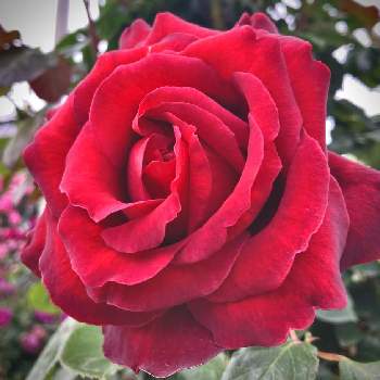完全雨晒しの画像 by かぶとさん | お出かけ先とバラ園とばら バラ 薔薇と完全雨晒しと赤い花と真っ赤な火曜日とバラを楽しむと地植え