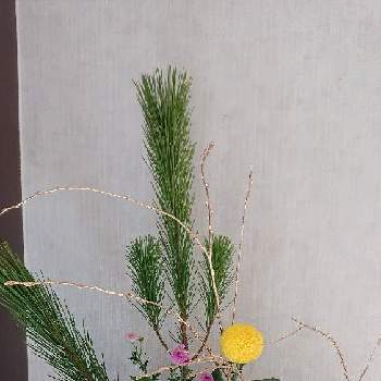 お正月花の画像 by まっkyさん | 玄関と松 まつと葉牡丹と柳（やなぎ）と千両とピンポンマム（ポンポン菊）と小菊とお正月花とsasukemama倶楽部