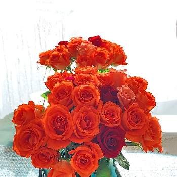 ミニ 薔薇の画像 by Kay_Tama-gskさん | 部屋とミニ 薔薇とカラフルとオレンジ色の花と花瓶と鮮やか とオレンジ色と花束とわたしのテーブルプランツ
