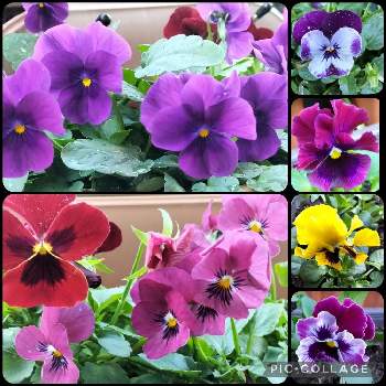 小さな庭のお花達の画像 by シャボン✿*:･ﾟさん | 小さな庭と癒やされるとビオラ・パンジーと可愛らしいお花♡と小さな庭のお花達と可愛らしいとお花に癒されて❤️