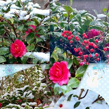 雪うさぎ。の画像 by コキアさん | 雪うさぎ。と南天ナンテンとつばきの花といつも ありがとう☆