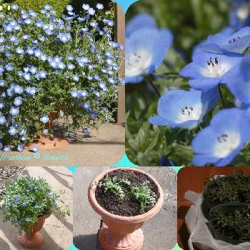 チーム・ブルー◆青い花を育てよう！の画像 by Hirochan＊  flowersさん | テラスとネモフィラとチーム・ブルー◆青い花を育てよう！とモリモリ！と苗からの成長と可愛らしすぎるとJuneの会と ネモフィラと2021マイベストと小さい植木鉢と青い花で忘年会2021と青い花マニアと小さな花とチーム・ブルーとお花好きの人と繋がりたいとチーム・ブルーNo.102と青い花が好き