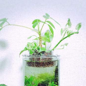 エビと水草の投稿画像一覧 Greensnap グリーンスナップ