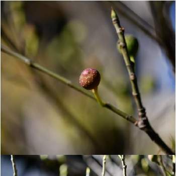 イヌビワの実の画像 by 四季の緑さん | お出かけ先とイヌビワの実とマクロ撮影と一眼レフ撮影
