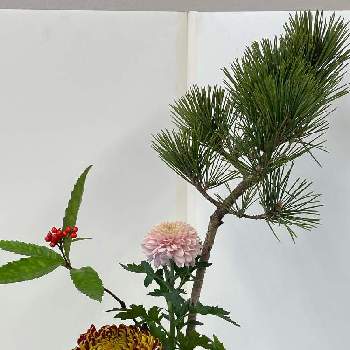 お正月準備の画像 by シクラメンさん | 部屋とマム セイオペラピンクと寿松と千両とフエゴとお正月準備とお花とグリーンのある暮らし