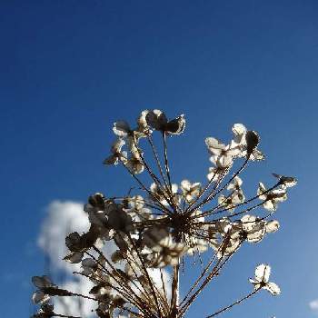 雲雲雲の画像 by ❦THE HERMIT❦さん | お出かけ先とニラと光輝く花と刹那さとホワイトと癒されと元気❗❗と小さい花々と本来の色と秘密のpicと大好きな花と種種種とシルエット❤︎とヒカリと風の中と青空と雲雲雲