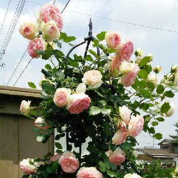 懐かしいの画像 by Chieko☆さん | ピエール  ドゥ  ロンサールとピンクの薔薇と可愛い花と懐かしいと素敵な色と綺麗な色♡