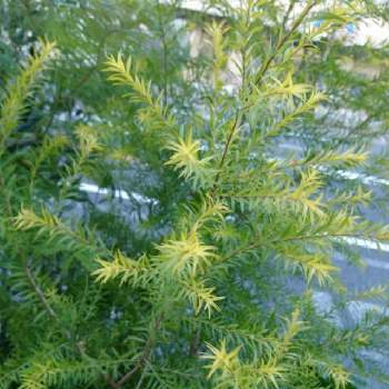 メラレウカ ブラックティーツリーの投稿画像一覧 Greensnap グリーンスナップ