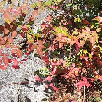 南天の葉の画像 by めいさんさん | 広い庭と沖縄と南天の葉