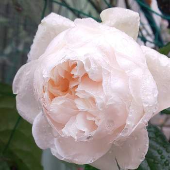 白いお花＊の画像 by オリーブの葉さん | サマーメモリーズとバラと庭の花と水滴の水曜日と白いお花＊とばら バラ 薔薇と薔薇♪と水曜ローズショーと毎日ローズショーとオリのお庭＊と❀白の幻想❀