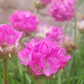 アルメリア,ピンクの花.·˖*·,花を楽しむ♡˒˒*,咲いたよ,まだまだ咲くよの画像