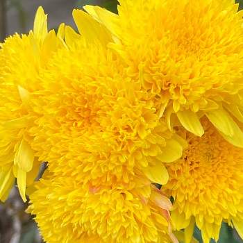 モコモコふわふわの画像 by manabeさん | お出かけ先と黄色い菊の花とキク科とモコモコふわふわ