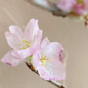 イクハナの画像 by lasfloresMariさん | 窓辺と啓翁桜とハナノヒとイクハナと切り花を楽しむと花のある生活と美しい花と癒しの空間と日比谷花壇のサブスクと花のある暮らしと幸せな時間
