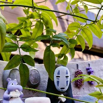 12月の庭の画像 by けいちゃんさん | 小さな庭と葉っぱと千と千尋の神隠しとジャスミン❤︎と12月の庭とカロライナジャスミン♡とカオナシと植木鉢とジブリ