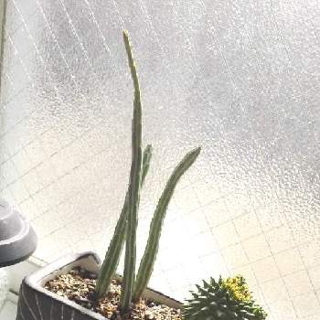 セネシオ・スタペリフォルミスの画像 by Neruさん | 窓辺とドラゴンボールとセネシオ・スタペリフォルミスと観葉植物