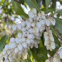 アセビ,花壇,庭木,山野草,花木の画像