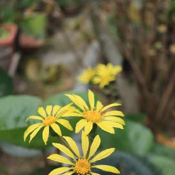 つわぶきの花の投稿画像一覧 Greensnap グリーンスナップ つわぶきの花の投稿画像一覧 Greensnap グリーンスナップ