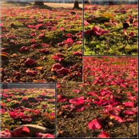 サザンカ,山茶花（さざんか）,赤・紅・あか・レッド,This morning!,Wonderful JAPANの画像