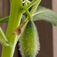 ホウセンカ 鳳仙花 の育て方 種の植え方や水やりの頻度は Greensnap グリーンスナップ