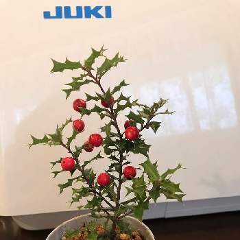 姫ヒイラギの投稿画像一覧 Greensnap グリーンスナップ