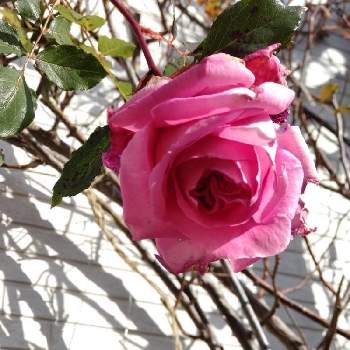庭作業の画像 by puttinさん | 小さな庭とバラ　ヘレンとロサ　オリエンティスとばら バラ 薔薇と手作りの庭とガーデニングとバラが好きとバラの地植えとロザリアンと庭作業