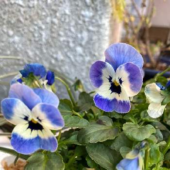 青い花で忘年会2021の画像 by nanairoFさん | 車庫と寄せ植えとお花のある暮らしと水曜日は水色とビオラおじさんとチーム・ブルーとチーム・ブルーN o.048と青い花と青い寄せ植えマニアと青いスミレ科マニアと青い花で忘年会2021と青い花マニア