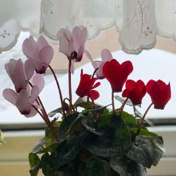 ミニシクラメン〜の画像 by ロンさん | 窓辺とシクラメンとピンクの花と癒しとミニシクラメン〜と心ほっこりとミニと赤い花と可愛いと花のある暮らし