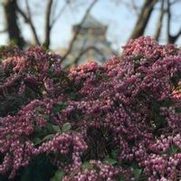 アセビ,馬酔木（あしび）,馬酔木（あせび・あしび）,大阪城公園,春・OSAKAの画像