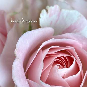  スプレーバラの画像 by kukkaさん | 部屋とバラとスーパーマーケットの花とピンクの花と水曜ローズショーと癒しと切り花を楽しむと花を飾ると スプレーバラと穏やかな心ときれいな色とナチュラルスタイルと花のある暮らしと優しい色と切り花