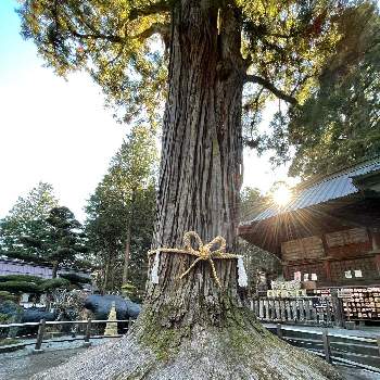 お日様との画像 by レモン茶さん | お出かけ先と太郎杉と大きな木と樹齢1000年と山梨県とお日様とと神社