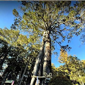 樹齢1000年の画像 by レモン茶さん | お出かけ先と夫婦檜と大きな木と青い空と樹齢1000年と山梨県と神社