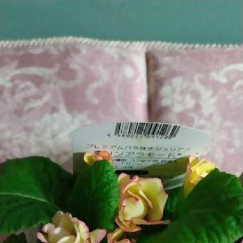 バラ咲きジュリアン・プリンアラモードの画像 by PINKさん | 部屋とプリムラジュリアンとバラ咲きジュリアン・プリンアラモード