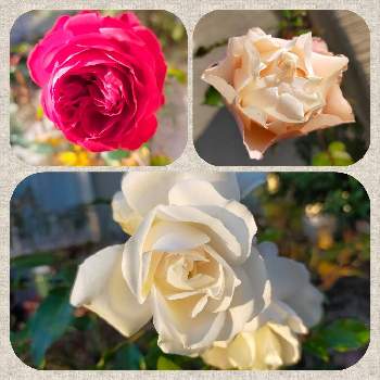 トゥルーブルーム　レッドキャプテンの画像 by ちけさん | 小さな庭とトゥルーブルーム　レッドキャプテンとアイスバーグとダフネと植物のある暮らしとばら バラ 薔薇と癒しの花と花のある暮らしと花が好きと薔薇大好きとばらに魅せられて