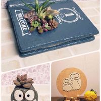  ブロンズ姫,錦晃星(きんこうせい),獅子柚子,ガステリア　ジムフローラ,マネーメーカーの画像