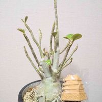 アデニウム オベスム,☆りん☆のアデニウムＡ子,多肉植物,塊根植物,成長記録の画像