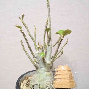 アデニウム オベスム,☆りん☆のアデニウムＡ子,多肉植物,塊根植物,成長記録の画像